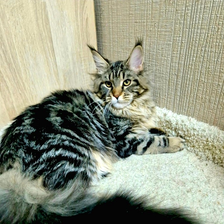 Bella Maclen n22 мейн-кун питомник Maclen