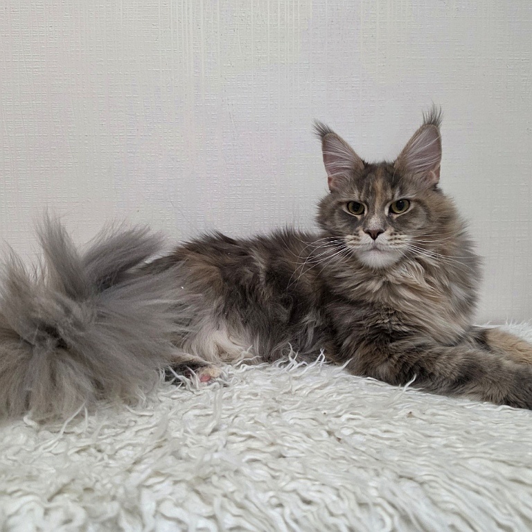 Calin Maclen g мейн-кун питомник Maclen