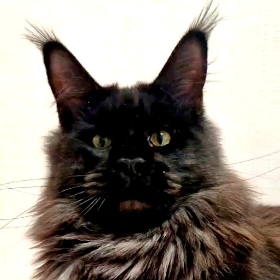 Dustin Maclen ns мейн-кун питомник Maclen