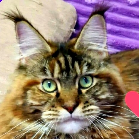 Trix Colossus f22 мейн-кун питомник Maclen