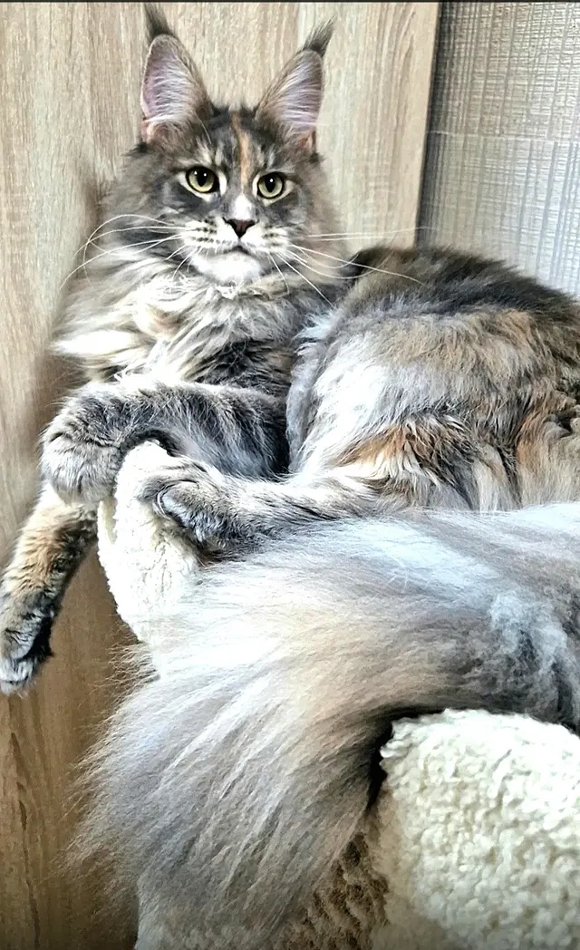 Котёнок мейн-кун питомника Maclen, Ижевск