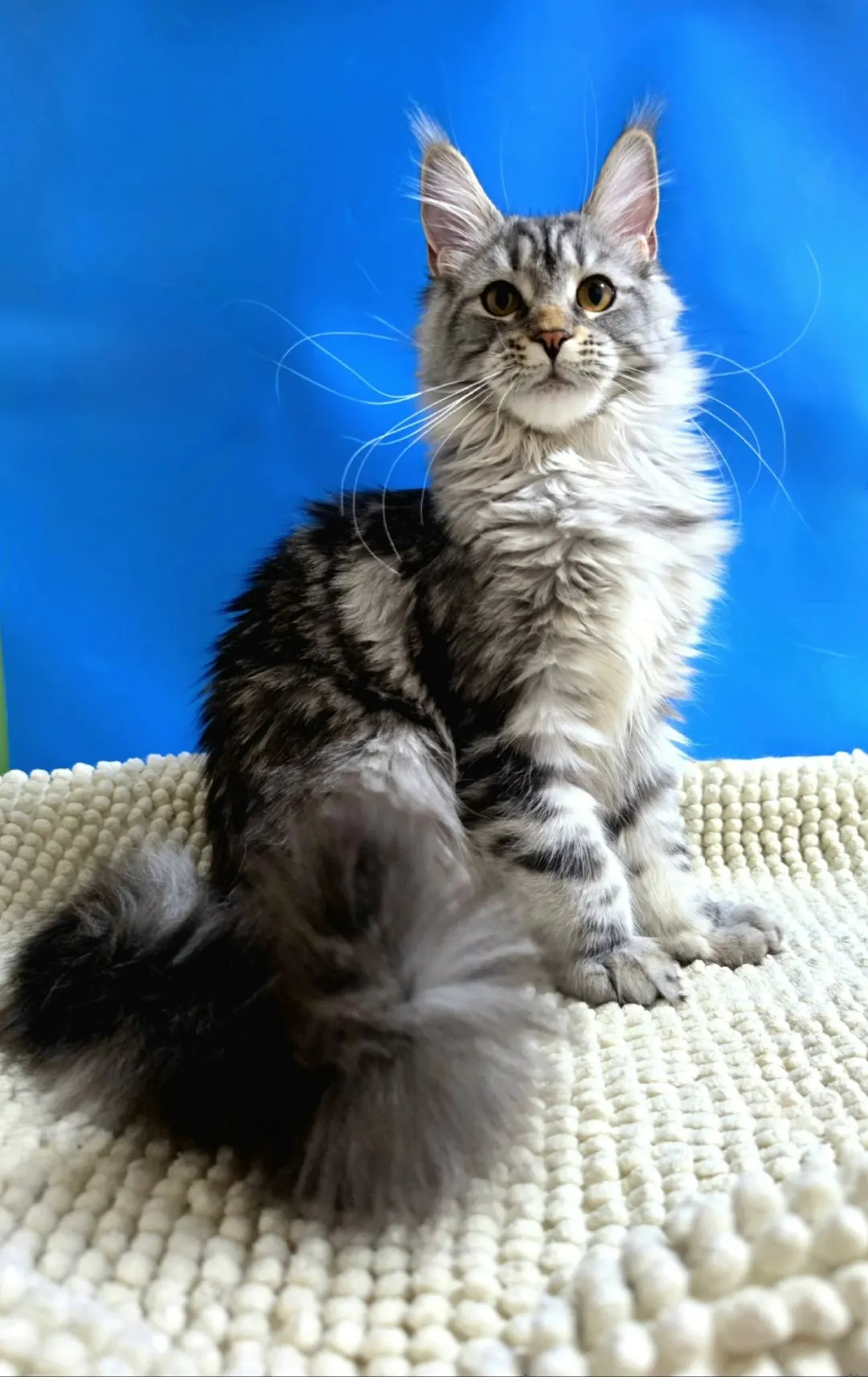 Фрейя — котёнок мейн-кун