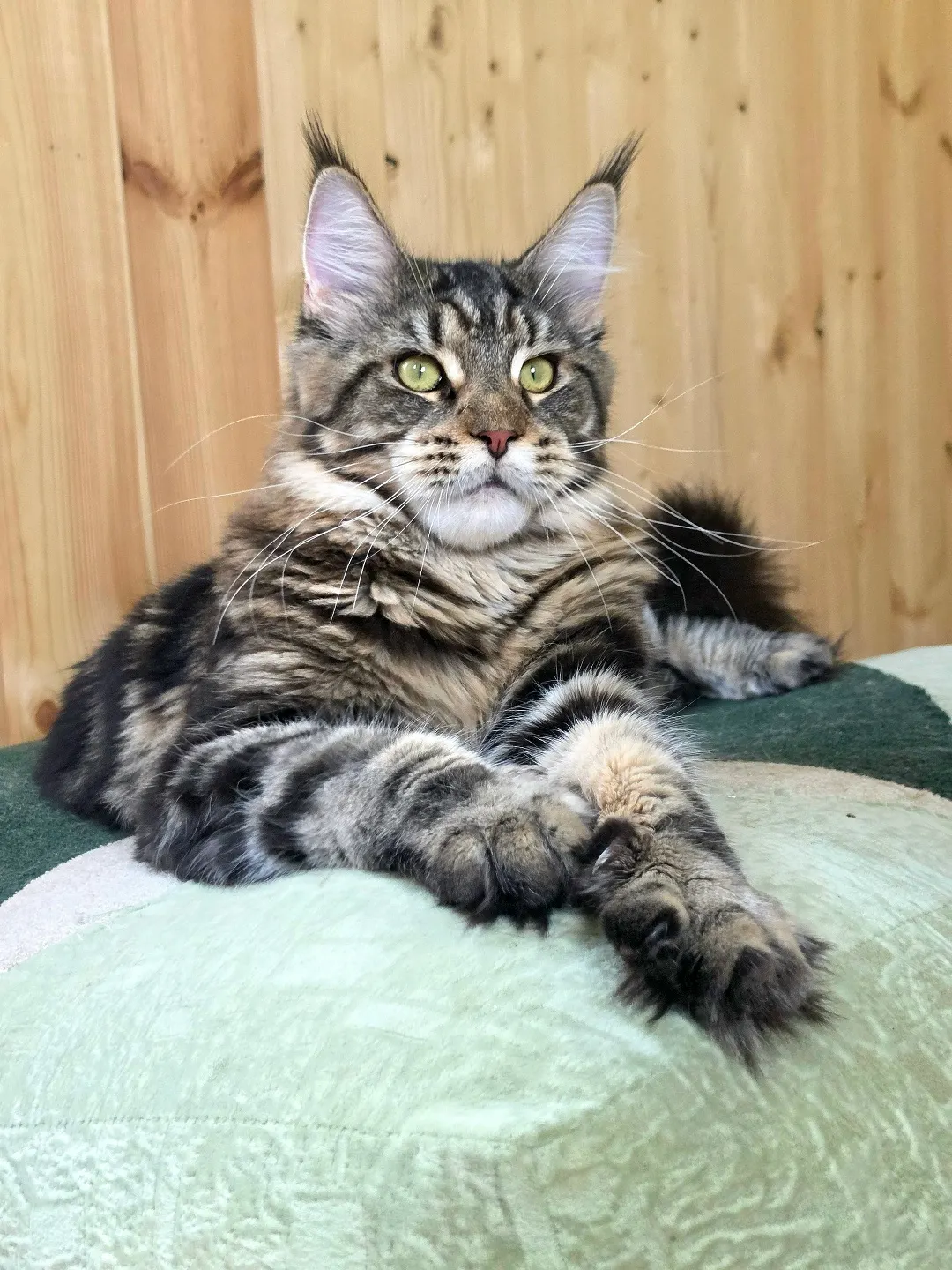 Энцо — котёнок мейн-кун
