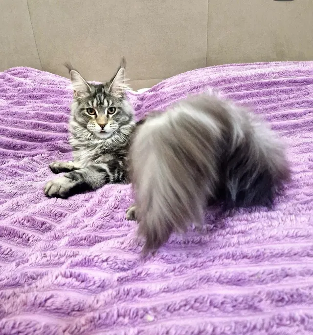Диана - котёнок мейн-кун